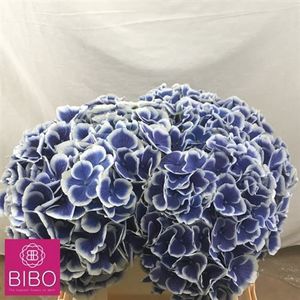 HORT. BEAU DALI 50